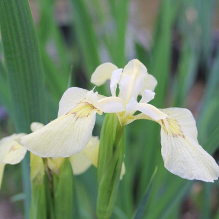 Iris pseudacorus 'Alba' Pond Plants