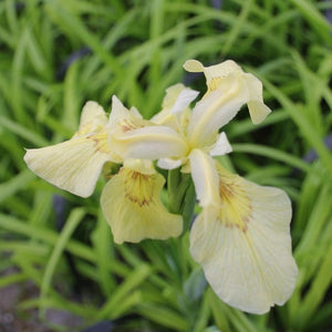 Iris pseudacorus 'Alba' Pond Plants