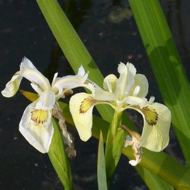 Iris pseudacorus 'Alba' Pond Plants
