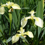 Iris pseudacorus bastardii Pond Plants
