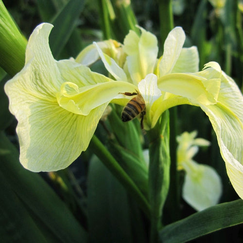 Iris pseudacorus bastardii Pond Plants