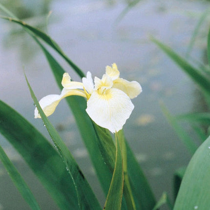 Iris pseudacorus bastardii Pond Plants
