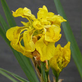 Iris pseudacorus 'Flore Pleno' Pond Plants