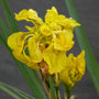 Iris pseudacorus 'Flore Pleno' Pond Plants