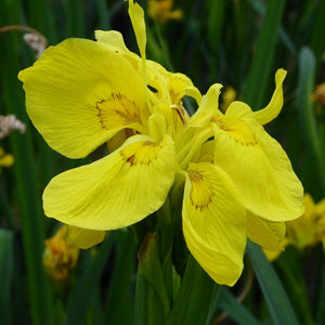 Iris pseudacorus 'Flore Pleno' Pond Plants