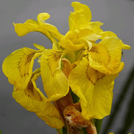 Iris pseudacorus 'Flore Pleno' Pond Plants