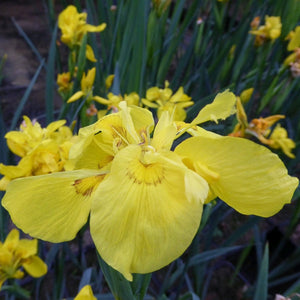 Iris pseudacorus 'Flore Pleno' Pond Plants