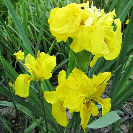 Iris pseudacorus 'Flore Pleno' Pond Plants