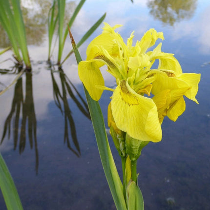 Iris pseudacorus Pond Plants