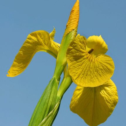 Iris pseudacorus Pond Plants