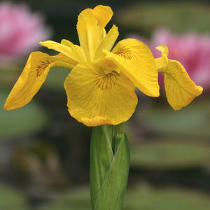 Iris pseudacorus Pond Plants