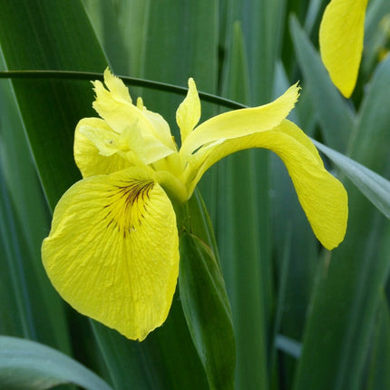 Iris pseudacorus Pond Plants