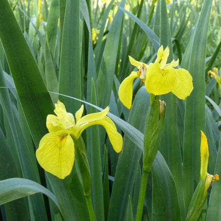 Iris pseudacorus Pond Plants