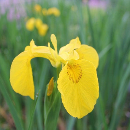 Iris pseudacorus Pond Plants