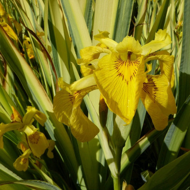 Iris pseudacorus 'Variegata' 3L Pot Pond Plants