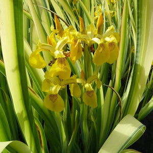 Iris pseudacorus 'Variegata' 3L Pot Pond Plants