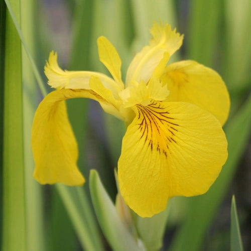 Iris pseudacorus 'Variegata' 3L Pot Pond Plants