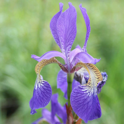 Iris sibirica Pond Plants