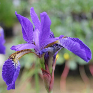 Iris sibirica Pond Plants