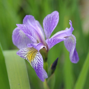 Iris sibirica Pond Plants