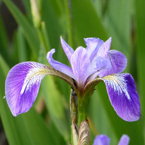 Iris versicolor Pond Plants