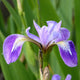 Iris versicolor Pond Plants