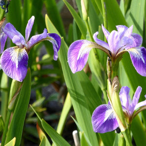 Iris versicolor Pond Plants