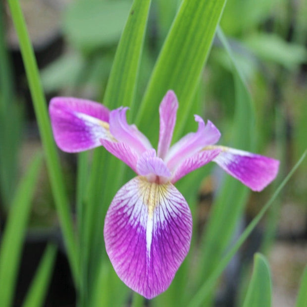 Iris versicolor 'Kermesina' Pond Plants