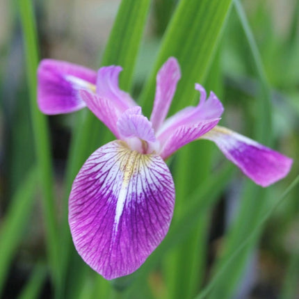 Iris versicolor 'Kermesina' Pond Plants