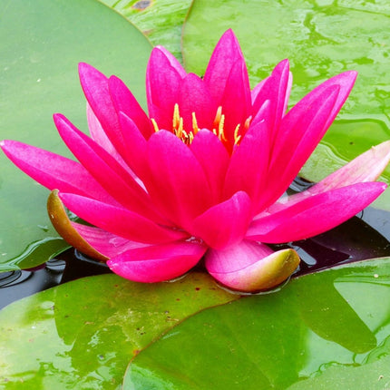 James Brydon Water Lily | Nymphaea Pond Plants