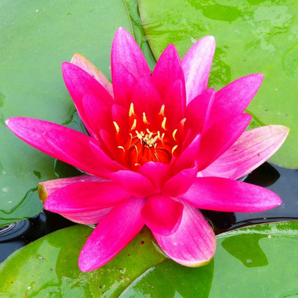 James Brydon Water Lily | Nymphaea Pond Plants