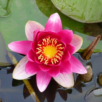 James Brydon Water Lily | Nymphaea Pond Plants