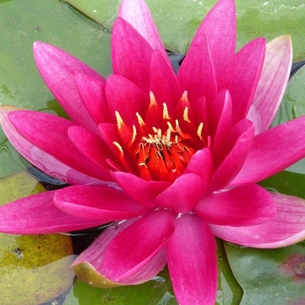 James Brydon Water Lily | Nymphaea Pond Plants