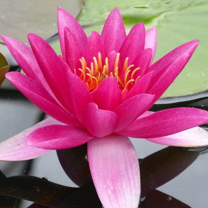 James Brydon Water Lily | Nymphaea Pond Plants