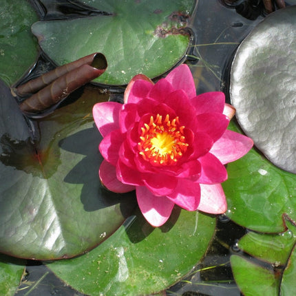 James Brydon Water Lily | Nymphaea Pond Plants