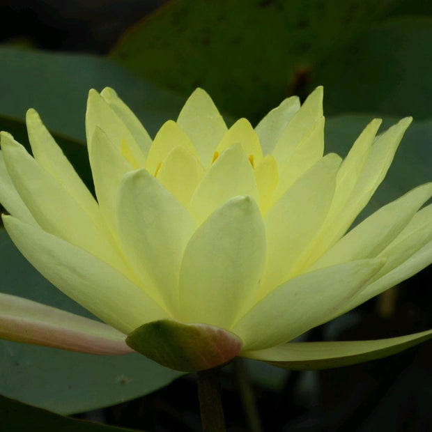 Joey Tomocik Water Lily | Nymphaea Pond Plants