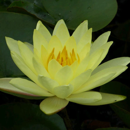 3 Best Water Lily Plants For Any Size Pond | Growers Choice Pond Plants