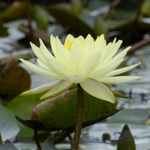 Joey Tomocik Water Lily | Nymphaea Pond Plants