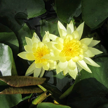 Joey Tomocik Water Lily | Nymphaea Pond Plants