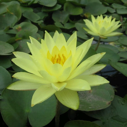 Joey Tomocik Water Lily | Nymphaea Pond Plants