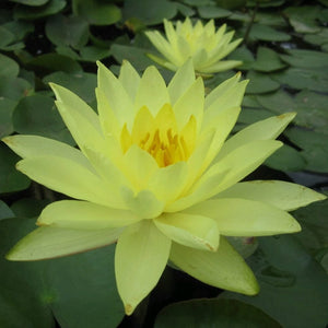 Joey Tomocik Water Lily | Nymphaea Pond Plants