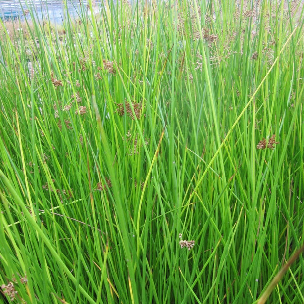 Soft Rush | Juncus effusus Pond Plants