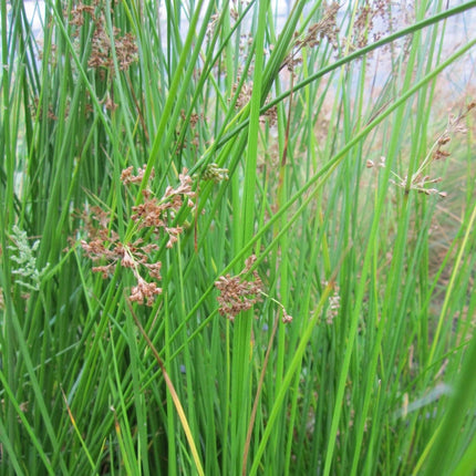 Soft Rush | Juncus effusus Pond Plants