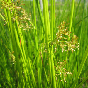 Soft Rush | Juncus effusus Pond Plants