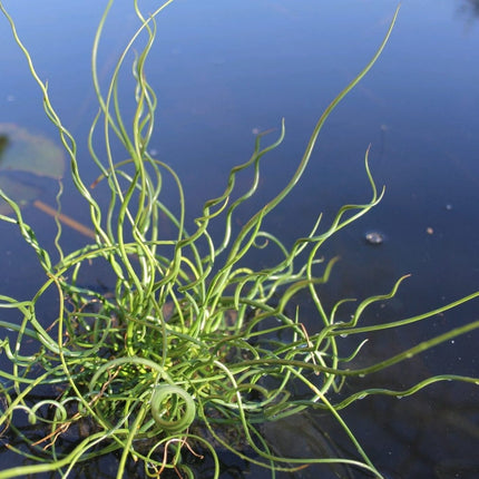 Corkscrew Rush | Juncus effusus spiralis Pond Plants