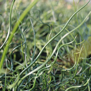 Corkscrew Rush | Juncus effusus spiralis Pond Plants