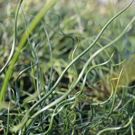 Corkscrew Rush | Juncus effusus spiralis Pond Plants