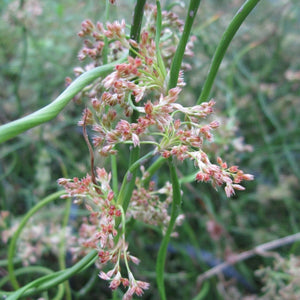 Corkscrew Rush | Juncus effusus spiralis Pond Plants