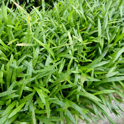 Brazilian Micro Sword | Lilaeopsis brasiliensis| Oxygenating 1L Pot Pond Plants