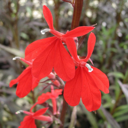 Lobelia fulgens 'Queen Victoria' Pond Plants
